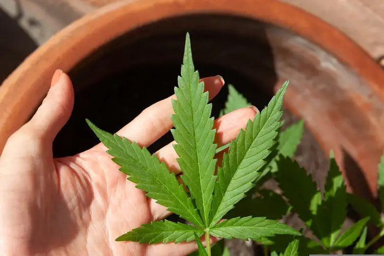 23/06/2023 -  óleo de canabis, canabidiol, cbd, thc. Foto: lovingimages/ Pixabay