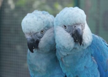 Zoológico de São Paulo abre novo espaço dedicado às ararinhas-azuis