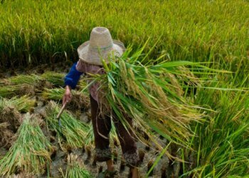 Campanha alerta para versão contemporânea do trabalho escravo
