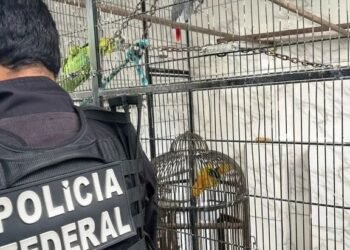 PF deflagra operação de combate ao tráfico de animais na Bahia