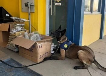 Mulher é presa com 84 kg de maconha em ônibus interestadual na Bahia