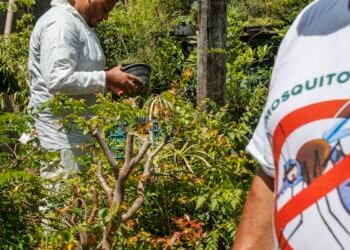 Brasil tem mais de 6,5 milhões de casos prováveis de dengue este ano