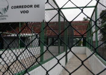 Margem equatorial: Petrobras terá duas bases para tratar fauna marinha