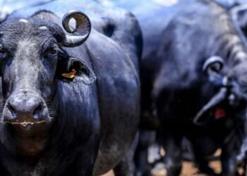 Fazendeiro é condenado por abandono de búfalas no interior paulista