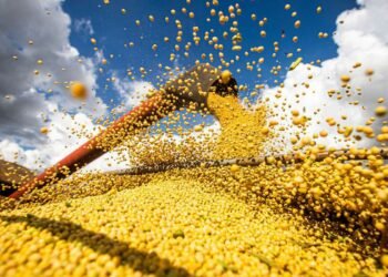 China suspende compra de soja de 5 exportadoras brasileiras