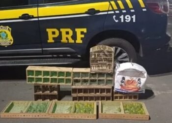 PRF resgata 135 aves silvestres em transporte ilegal na Bahia