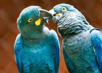 Ameaçada de extinção, mais uma arara-azul-de-lear nasce em São Paulo