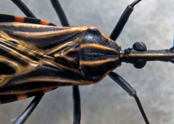 Associação denuncia presença de “barbeiros” infectados no Butantã