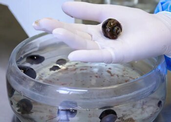 Verme que causa meningite é encontrado em moluscos de 26 cidade do Rio