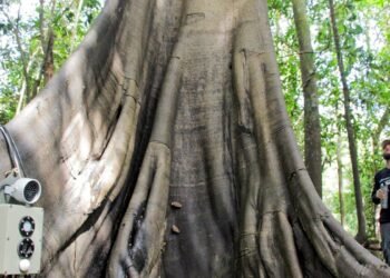 Tecnologias monitoram biodiversidade, árvores e ar da Amazônia