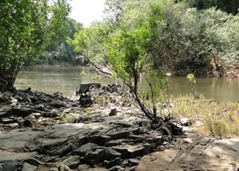 Governo lança edital para concessão da Flona do Jatuarana, no Amazonas