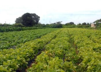 CMN prorroga parcelas de crédito rural a afetados por seca no Nordeste