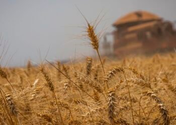 Conab estima safra recorde de 325,7 milhões de toneladas