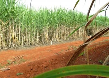 “Super enzima” de bactéria pode transformar resíduos em biocombustível