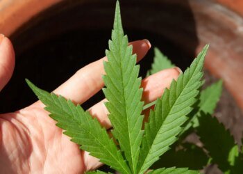 Mendes rejeita recursos sobre descriminalização do porte de maconha