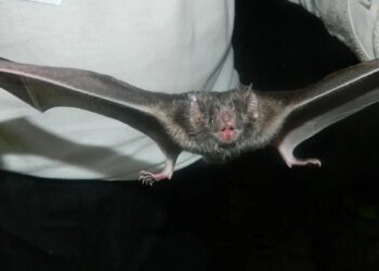 Encontrado primeiro coronavírus na América do Sul semelhante à Mers