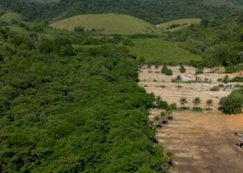 Atividades econômicas ilegais ampliaram desmatamento na Mata Atlântica