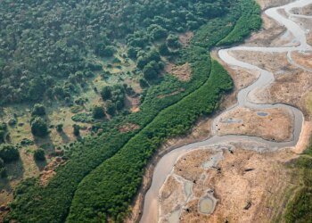Pesquisa com bactérias na Amazônia pode desenvolver novos medicamentos