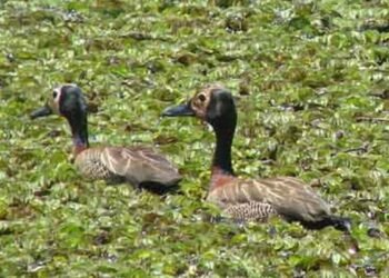 Parque na orla da represa Guarapiranga tem 261 espécies de aves