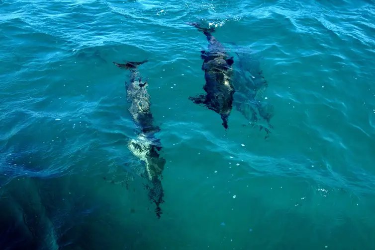 Fernando de Noronha (PE) 