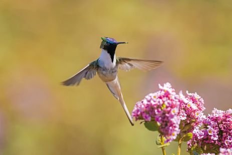 Brasília-DF- 12/04/2025 Flores do Cerrado atrativas para Beija-Flores. Foto Marcelo Kuhlmann