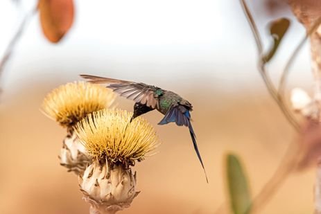 Brasília-DF- 12/04/2025 Flores do Cerrado atrativas para Beija-Flores. Foto Marcelo Kuhlmann
