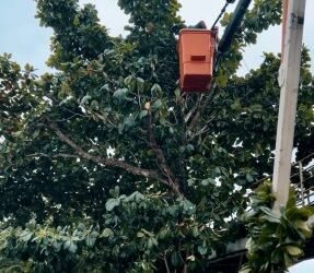 Prefeitura de Simões Filho intensifica serviço de poda de árvores em diversos pontos da cidade – Prefeitura de Simões Filho