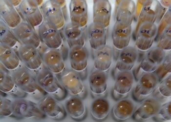 Casos de malária no Brasil caem 26% no primeiro trimestre de 2025