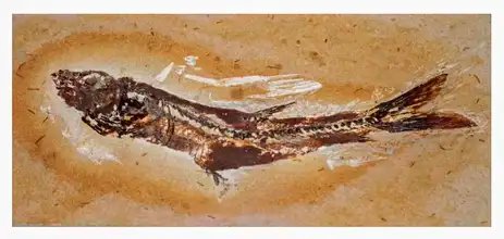 MPF/Divulgação Brasília (DF) 02/04/2025 - Brasil recupera fósseis de insetos que seriam vendidos ilegalmente no exterior.
Foto: MPF/Divulgação