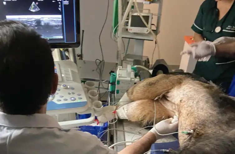 Divulgação/UFMT Mato Grosso- 04/04/2025 Pesquisadores estudam cardiopatias em tamanduás-bandeiras. crédito: Divulgação/UFMT