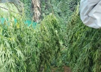 PF deflagra operação em combate ao plantio de maconha na Bahia; 3 presos