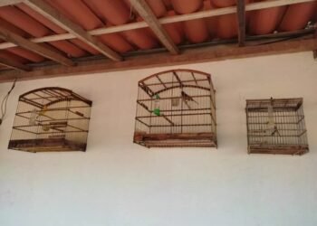 PRF resgata aves silvestres mantidas em cativeiro na Bahia