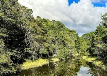 Plataforma identifica áreas prioritárias para restauração florestal