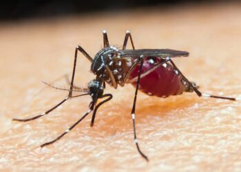 Falta de diagnóstico é obstáculo para eliminação da malária no Brasil