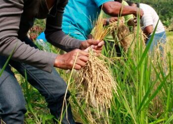 Arroz produzido por quilombolas abastece cozinha solidária em Sergipe