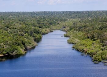 Fundo Amazônia financia reflorestamento em terras indígenas