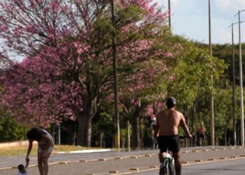 Dois terços dos brasileiros moram em ruas arborizadas