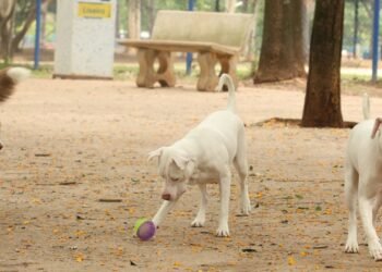 Saiba como funciona o SinPatinhas, novo RG Animal para cães e gatos