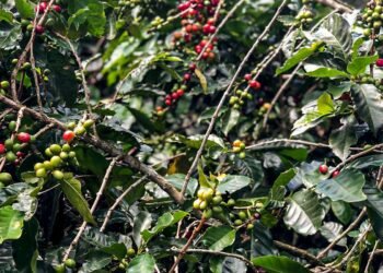Safra de café deve crescer 2,7% e chegar a 56 milhões de sacas em 2025