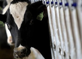 País recebe status internacional como livre de febre aftosa sem vacina