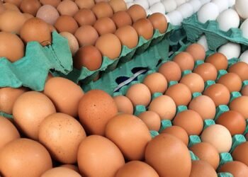 MG descarta preventivamente 450 toneladas de ovos férteis vindos do RS