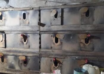 Idoso é preso em flagrante por manter rinha de galo em bar