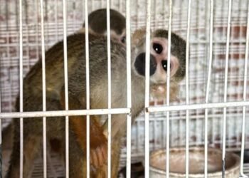 PF apreende animais silvestres ameaçados de extinção no interior baiano