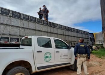 PRF flagra transporte irregular de gado bovino no interior baiano