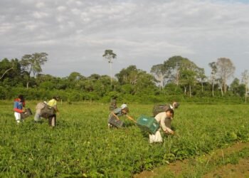Produtores afetados por estiagem no RS podem renegociar crédito rural
