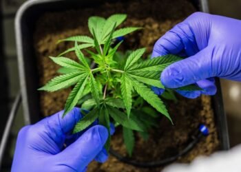 Cultivo de cannabis medicinal pelo agronegócio é destaque em congresso