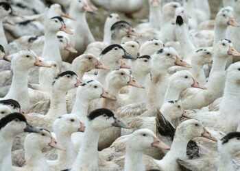 Mortes de gansos e patos em zoológico no RS foram por gripe aviária