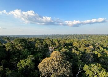 Conheça propostas da população para políticas ambientais