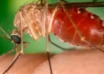 Rio confirma mais duas mortes por febre do Oropouche
