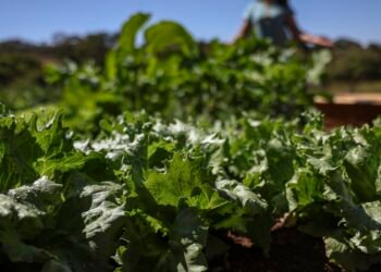 Parceria destina R$ 299 milhões para agricultura familiar na Bahia